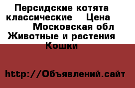 Персидские котята ( классические) › Цена ­ 3 500 - Московская обл. Животные и растения » Кошки   